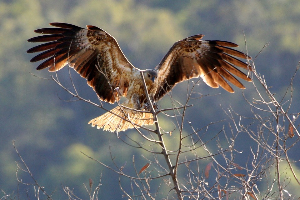 Whistling Kite (Haliastur sphenurus)